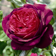 Роза шраб Астрид Графин фон Харденберг