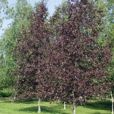 Береза чорна Роял Фрост