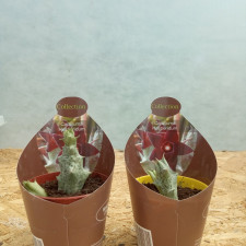 Суккулент Caralluma (Караллюма гесперидум)