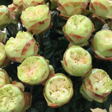 Роза чайно-гибридная Кхела