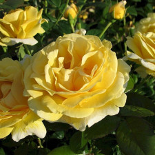 Роза чайно-гибридная Микеланджело