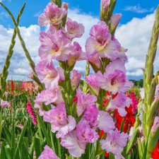 Гладиолус гофрированный Magenta Princess