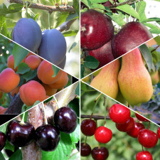 Комплект плодовых "Максимум плодов"