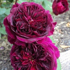 Роза английская Традескант