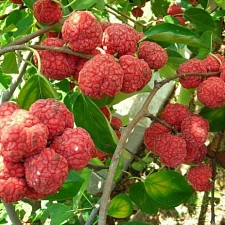 Клубничное дерево кудрания Morus Sinica