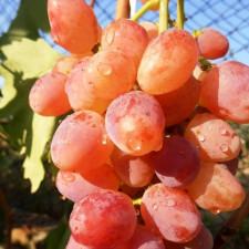 Виноград кишмиш Находка