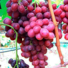 Виноград кишмиш Новочеркаський