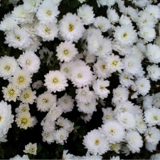 Хризантема мультифлора Branbeach White (36)