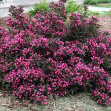 Вейгела цветущая Фоллис Пурпуреус, Foliis Purpureis