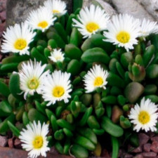 Делосперма Jewel of Desert Moonstone