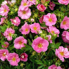 Лапчатка кустарниковая Пинк Парадайз