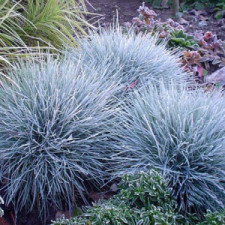 Овсяница Festuca