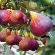 Инжир Олимпиан