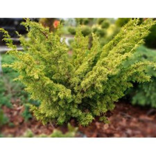 Можжевельник средний Плумоза Ауреа/Plumosa Aurea