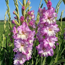 Гладиолус гофрированный Cera Corfinio