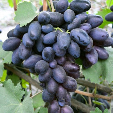 Виноград столовый Богатырь