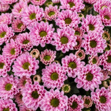 Хризантема веточная Rossi Pink