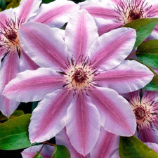 Клематис Nelly Moser