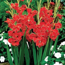 Гладиолус низкорослый Atom