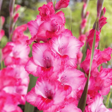 Гладіолус Hugo