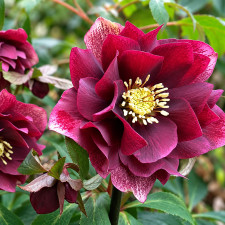 Морозник восточный Red Hybrids