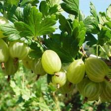 Крыжовник Уральский Изумруд