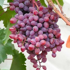 Виноград кишмиш Запорожский