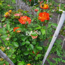 Троянда штамбова Румба