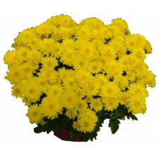 Хризантема мультифлора Adonis (9)