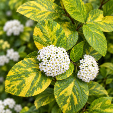 Калина пёстролистная Ауреовариегата