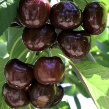 Черешня Роял Бейли