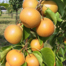 Груша азиатская Хосу