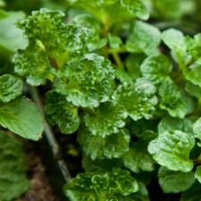 Мята кудрявая (зеленая, курчавая, кучерявая)