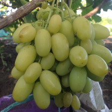 Виноград Иллария