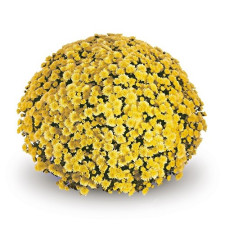 Хризантема мультифлора Jasoda Dark Yellow