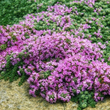 Тимьян шерстистый Pseudolanuginosus