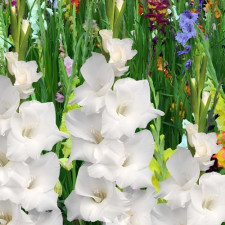 Гладиолус Snowdon