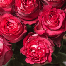 Роза чайно-гибридная Игуазу