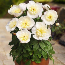 Пион травянистый Patio Peony Madrid