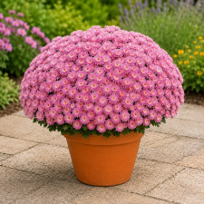 Хризантема мультифлора Ditto Pink