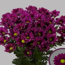 Хризантема веточная Толита сиренневая средняя