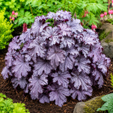 Гейхерелла Plum Cascade