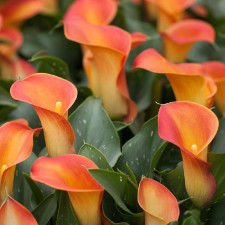 Калла Оранжевый Свет, Orange Light