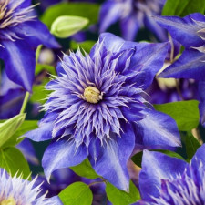Клематис Мульти Блю/Multi Blue