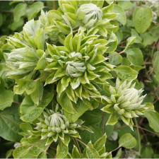 Клематис Грин Пешн, Green Passion