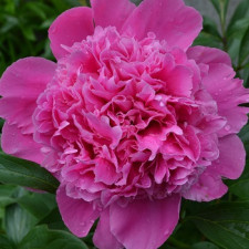 Пион травянистый розовый