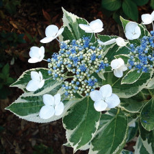 Гортензия крупнолистная Мариесии Вариегата, Mariesii Variegata
