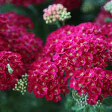 Тысячелистник Тутти Фрутти,Tutti Frutti Pomegranate