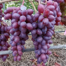 Виноград Рубиновая Капля