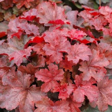 Гейхера Cherry Cola